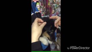 Как клеить уши колли или шелти Как клеить уши колли или шелти