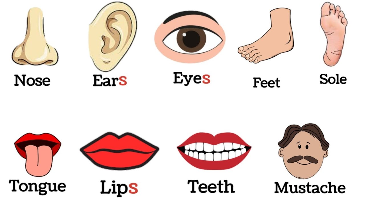 50 Parts Of Body Name Parts Of Body Name With Pictures Parts Of 50-parts-of-body-name-parts-of-body-name-with-pictures-parts-of