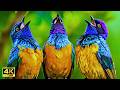 Ultra‑Real Birds Dancing Between Dream and Reality | New AI Art ＆ Music