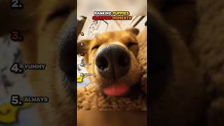Ranking PUPPIES SLEEPING Moments!!