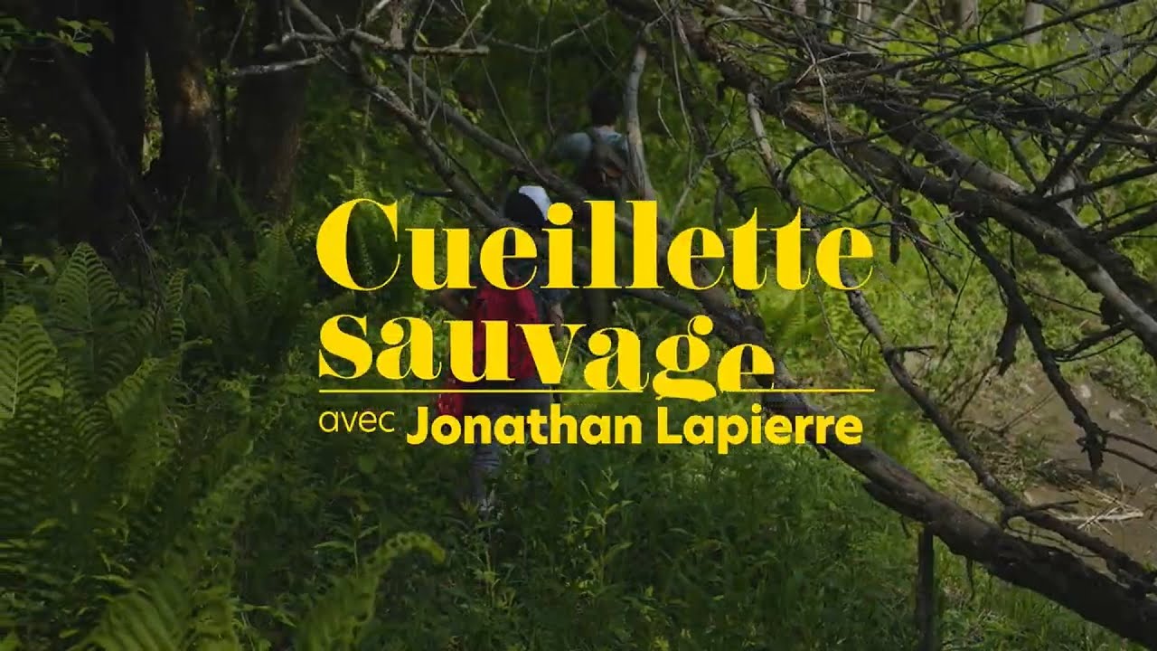 La cueillette sauvage, de la forêt à l’assiette 🌿