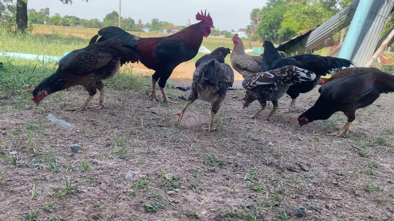 ស្វែងរកសេចក្ដីសុខ ដាក់ក្នុងជីវិត 🥰🐓