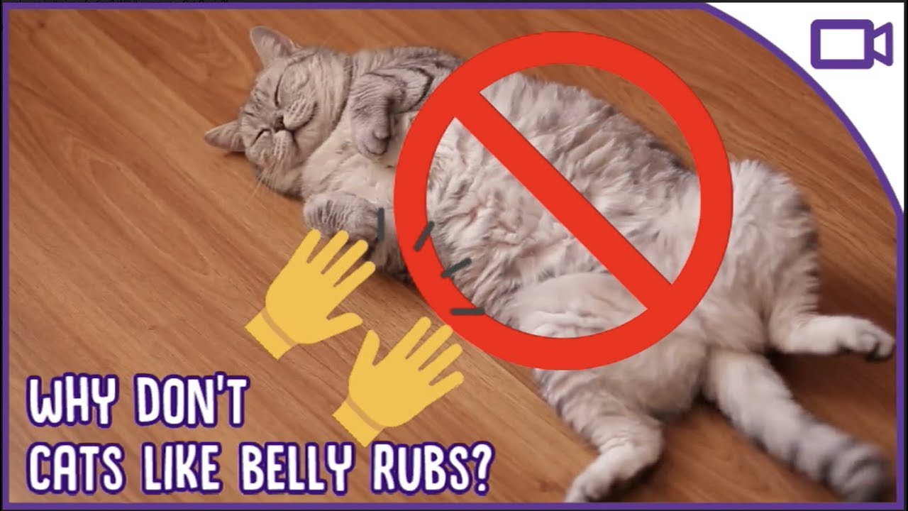 Why do cats not like it when you touch their stomach?