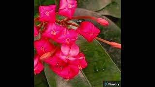 Insel Mainau                     #mainau #inseln #blumen #nature