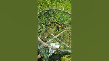cara pikat burung mantenan