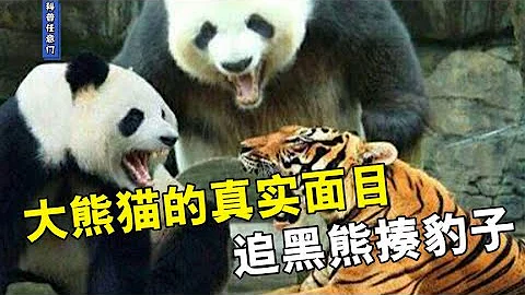 (Panda)大熊猫的真实面目，分分钟能杀个豺，追黑熊揍豹子，手到擒来！【科普任意门】 - 天天要闻