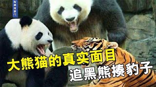 (Panda)大熊猫的真实面目，分分钟能杀个豺，追黑熊揍豹子，手到擒来！【科普任意门】