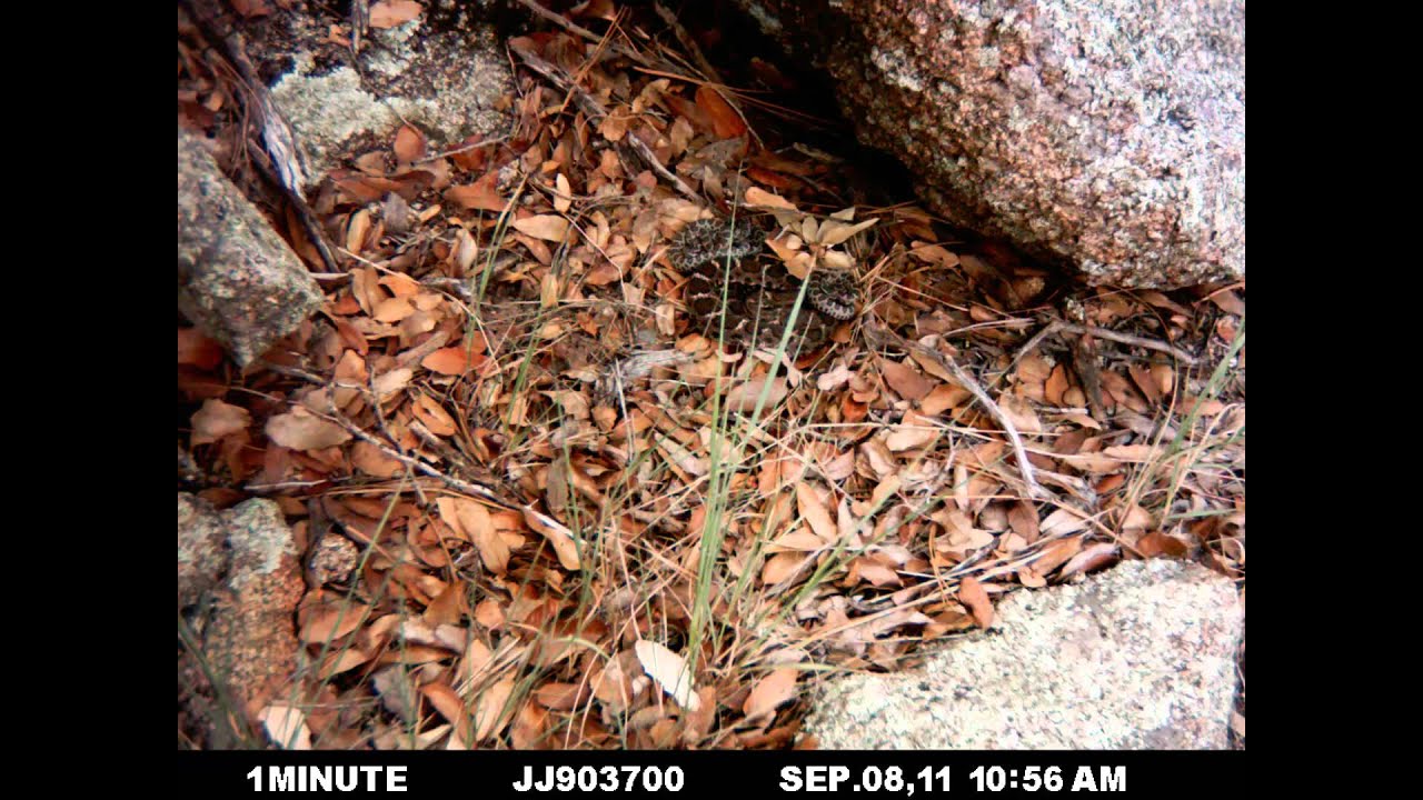 rattlesnakes can swim Sigma vs. the squirrel