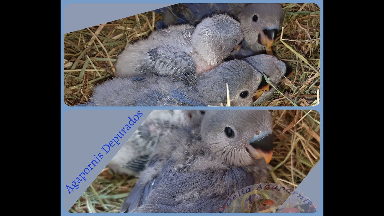 Agapornis Roseicollis Depurados con 25, 24, 22 y 15 días. Primera ☝️ Parte