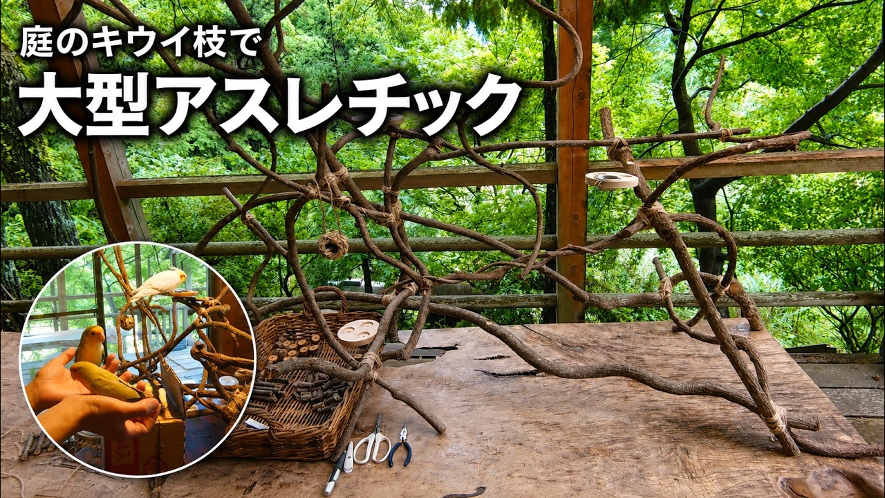 I Built a Giant Playground for My Parakeets Out of Kiwi Branches