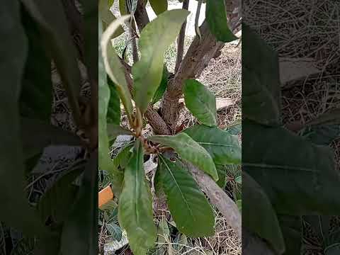 تقليم شجرة زعرور غير مزهرة حاليا