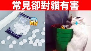 10件對貓有害的常見小物件90%的養貓家庭都有一定要收好【養貓必看EP27】