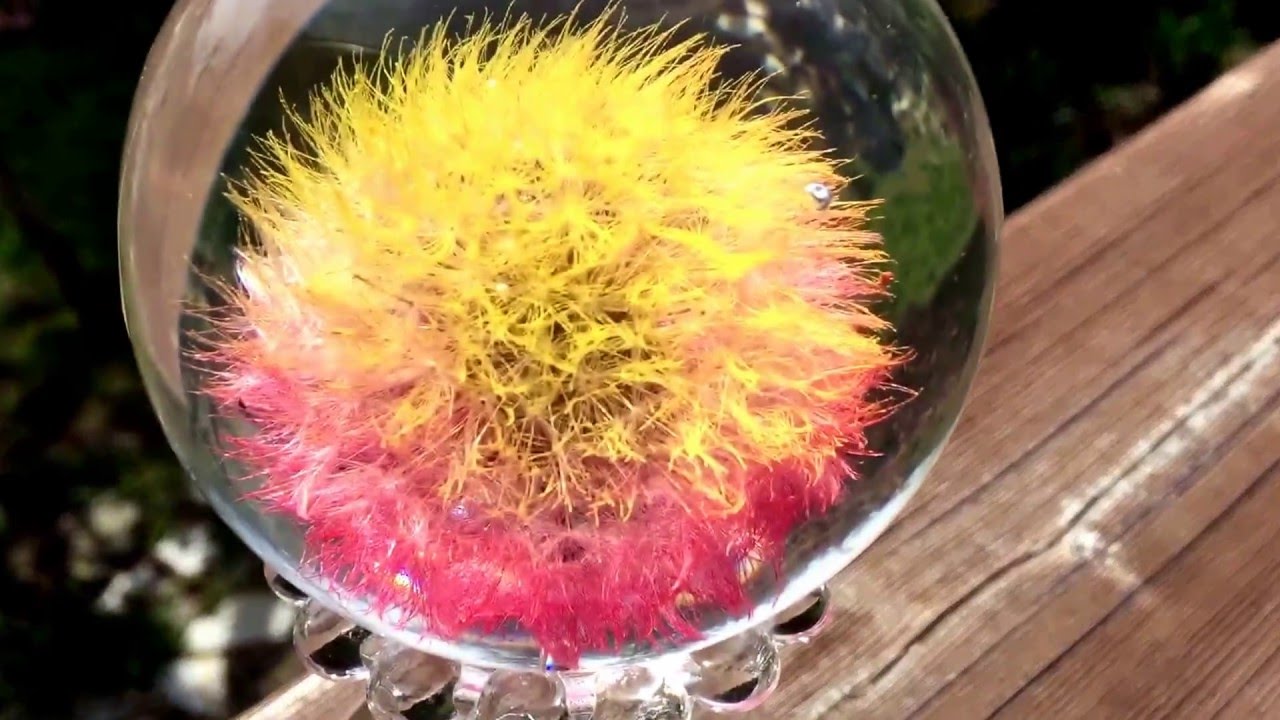 real dandelions flowers roses bees paperweights souvenirs youtube