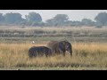 Chobe national park Botswana !