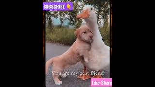 Funny Animals Dogs Cute Puppies #funnydogs #cutepets #shorts