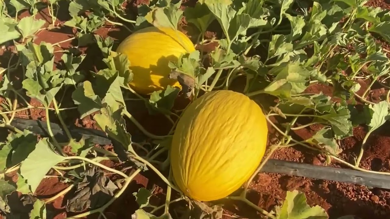 Hadj Ali di Tazaghine Vlog 2024