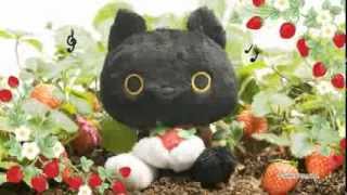 靴下にゃんこ ピロキチの気まぐれブログ