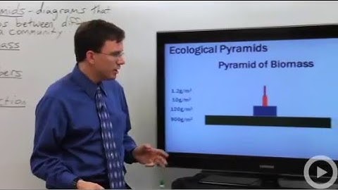 Ecological Pyramids