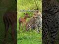 #leopard #wildlife #animals #cheetah #bigcat #leopardshorts #leopardroar #safari #deer #love #hyena