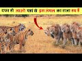 शेर और बाघ में कौन ज्यादा ताकतवर है || Who are more dangerous between lions and tigers