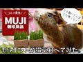 【レビュー】生牧草を育てる→食べさせるまで❣️無印良品の猫草がコスパ最強だったので紹介