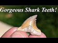 These Teeth are Gorgeous! Hunting for Colorful Shark Teeth with Derek the Rock Master!