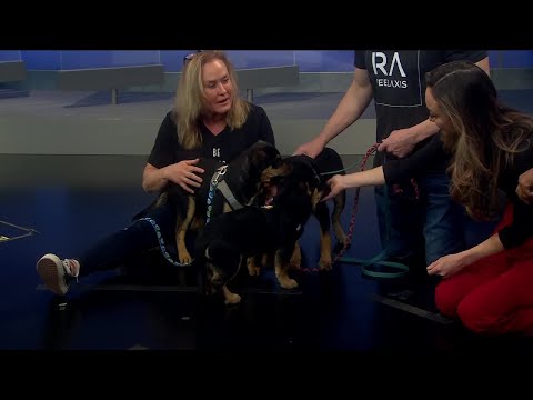 Videó: A Puppy Bowl Shelter Stars számára az igazi győzelem az örök házak megtalálásával jött