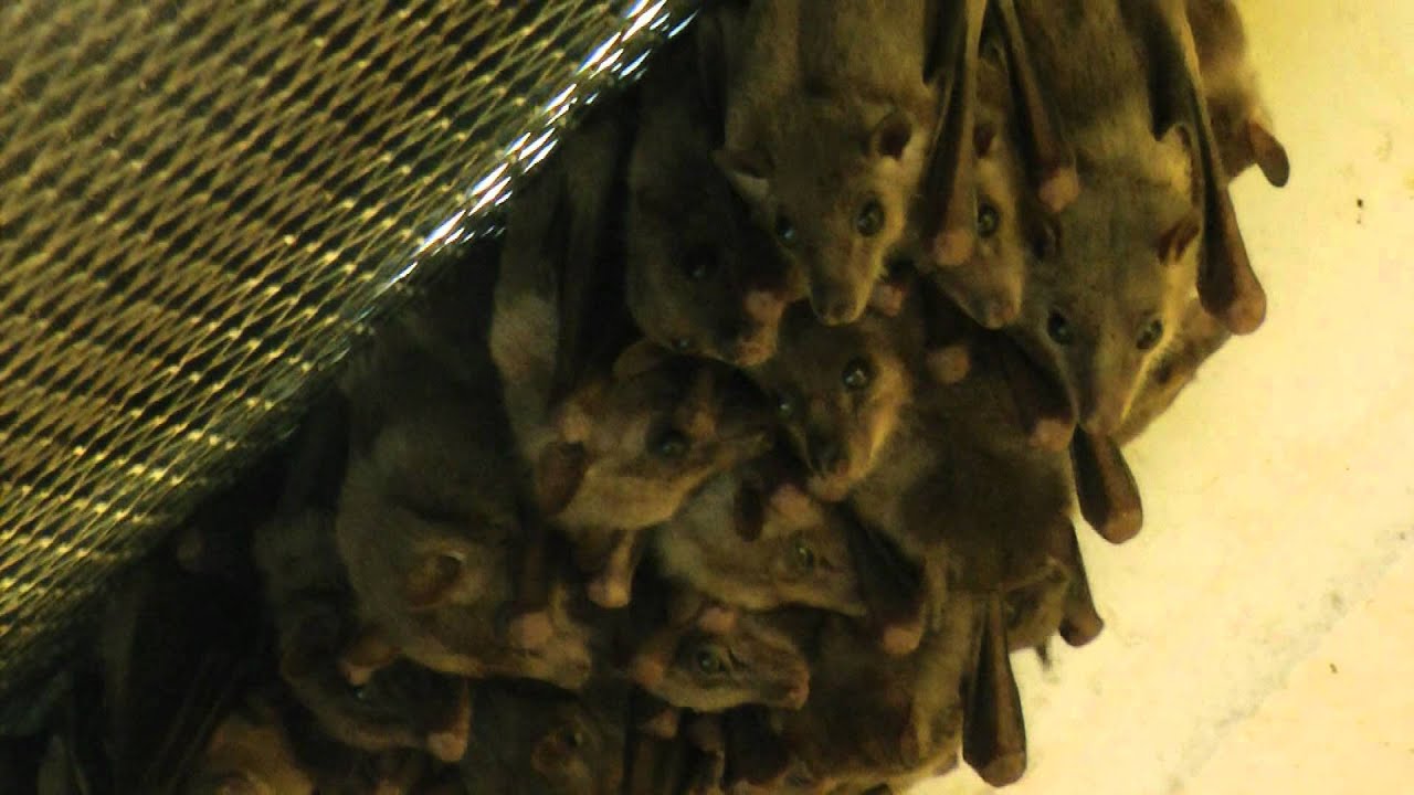 Egyptian Fruit Bats at Paradise Wildlife Park, Broxbourne Herts