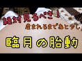 【臨月の胎動】産まれるまであと少し🥺