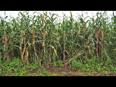 Hii Kali Walanguzi Kutoka Kenya Kununua Mazao Yakiwa Shambani Songea