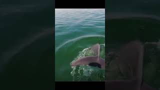 Download Lagu #travel #pesca #delfín MP3