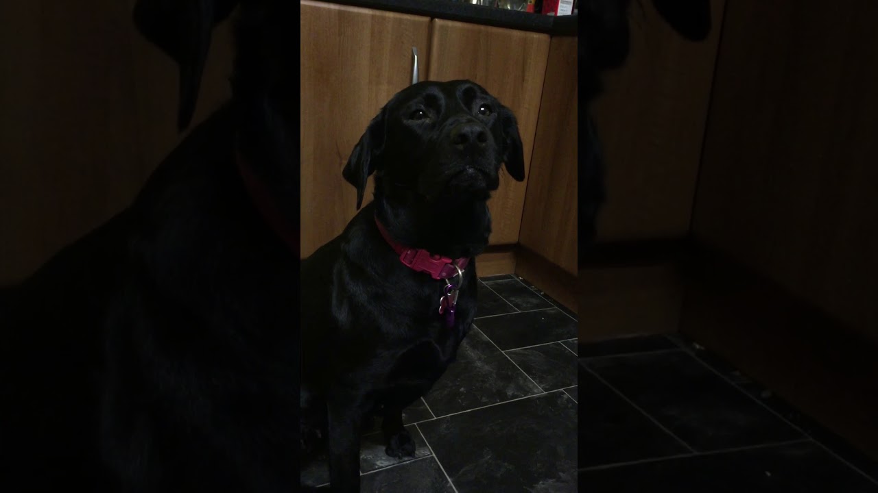 Gangsta or Police dog?