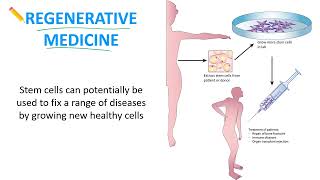 2.4 - Cell Differentiation & Stem Cells