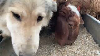 الغنم تاكل في المزرعة