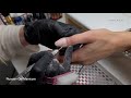 Russian gel manicure at Darlings Beauty Lab