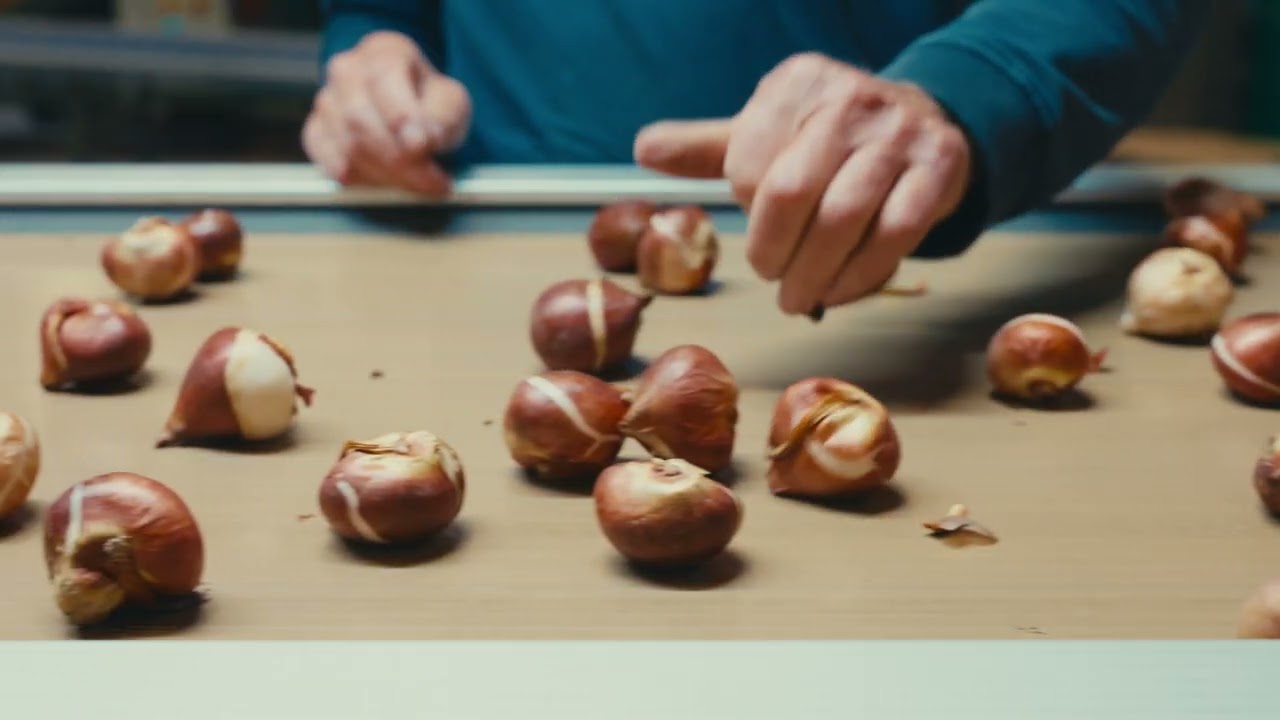 Preparing tulip bulbs at VWS Flowerbulbs