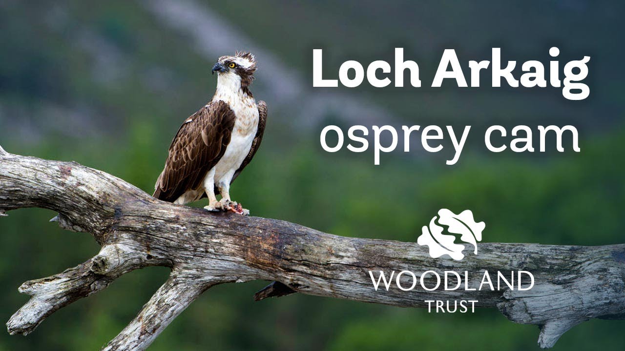 dunrovin osprey nest cam
