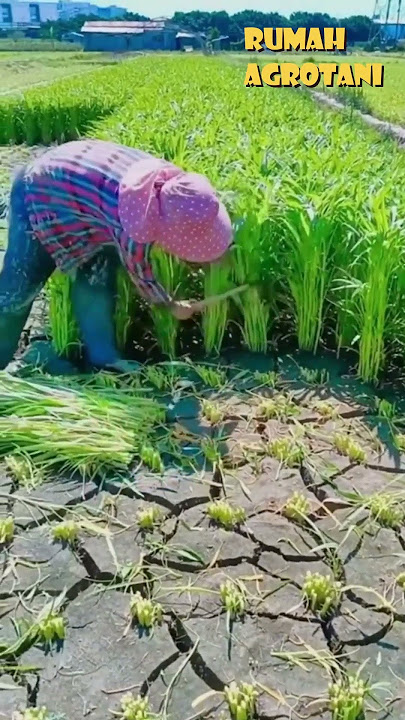 Begini Panen Kangkung di China