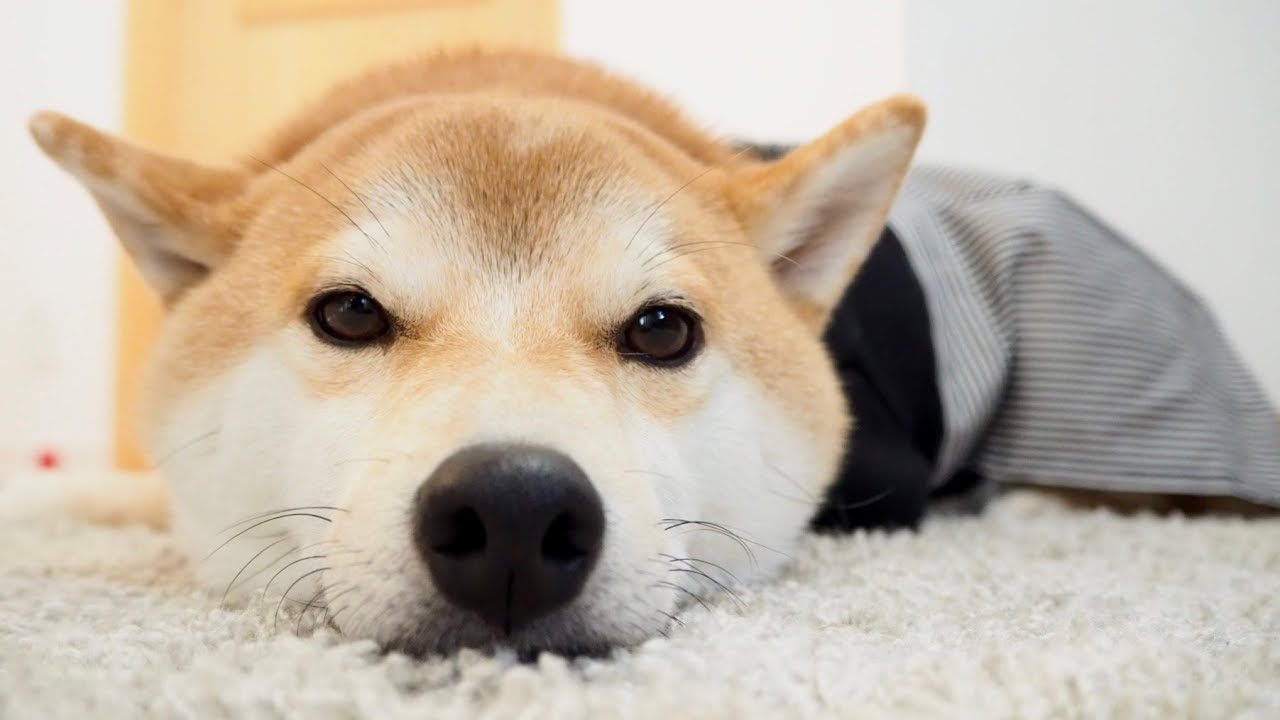 袴姿がとっても可愛い柴犬ちゃんにメロメロ ペットメディアlotty ロッティ