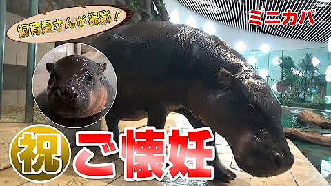みんなのダーウィン どうぶつえん すいぞくかん Youtube