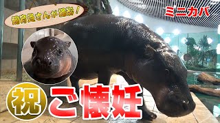 はじめて見た！妊娠中のミニカバのエコー検査！