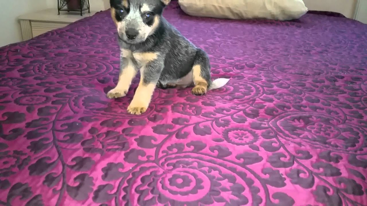 purple heeler puppies