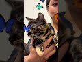 Mia🥰🦋#cuteanimal#aivideo #cutecat #youtubeshorts #song