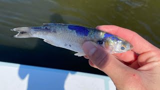 FISHING LIVE MULLET FOR REDFISH, SNOOK, AND TARPON!