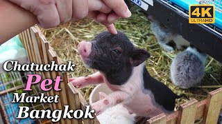 Chatuchak Pet Market, Bangkok  Largest Pet Market in Thailand  November 2022 [4K]