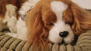 Perfect Petzzz Cavalier King Charles puppy.