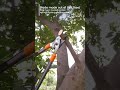 40mm Branch? Easy Cut with Multitec Lopper ✂️