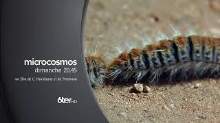 🐛 6ter - Microcosmos (bande-annonce)