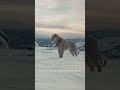 Mufasa: The Lion King | Tickets On Sale | Only In Theaters December 20