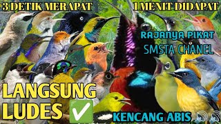 Suara Pikat Semua Jenis Burung Kecil, Respon Tercepat Langsung Dapat terbukti jitu @Smstachanel